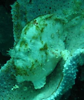 This juvenile frogfish photo was taken with a Canon A75 a... by Ed Garcia 